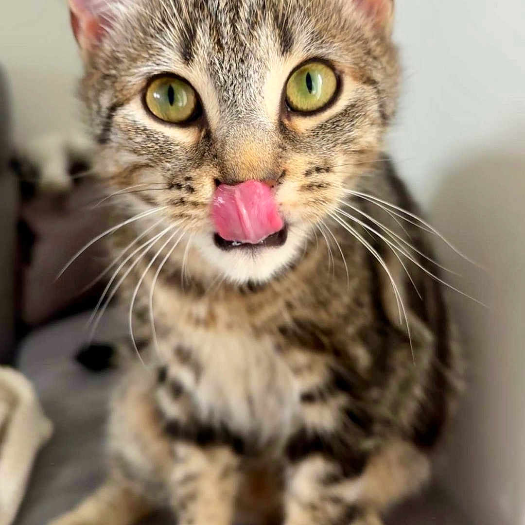 Ximun participe au concours pour gagner de l'argent avec cette photo : animal, background_blur, cat, closeup, curious, cute, domestic_cat, ears, feline, focus, fur, green_eyes, indoor, licking, pet, portrait, sitting, soft, tabby, whiskers