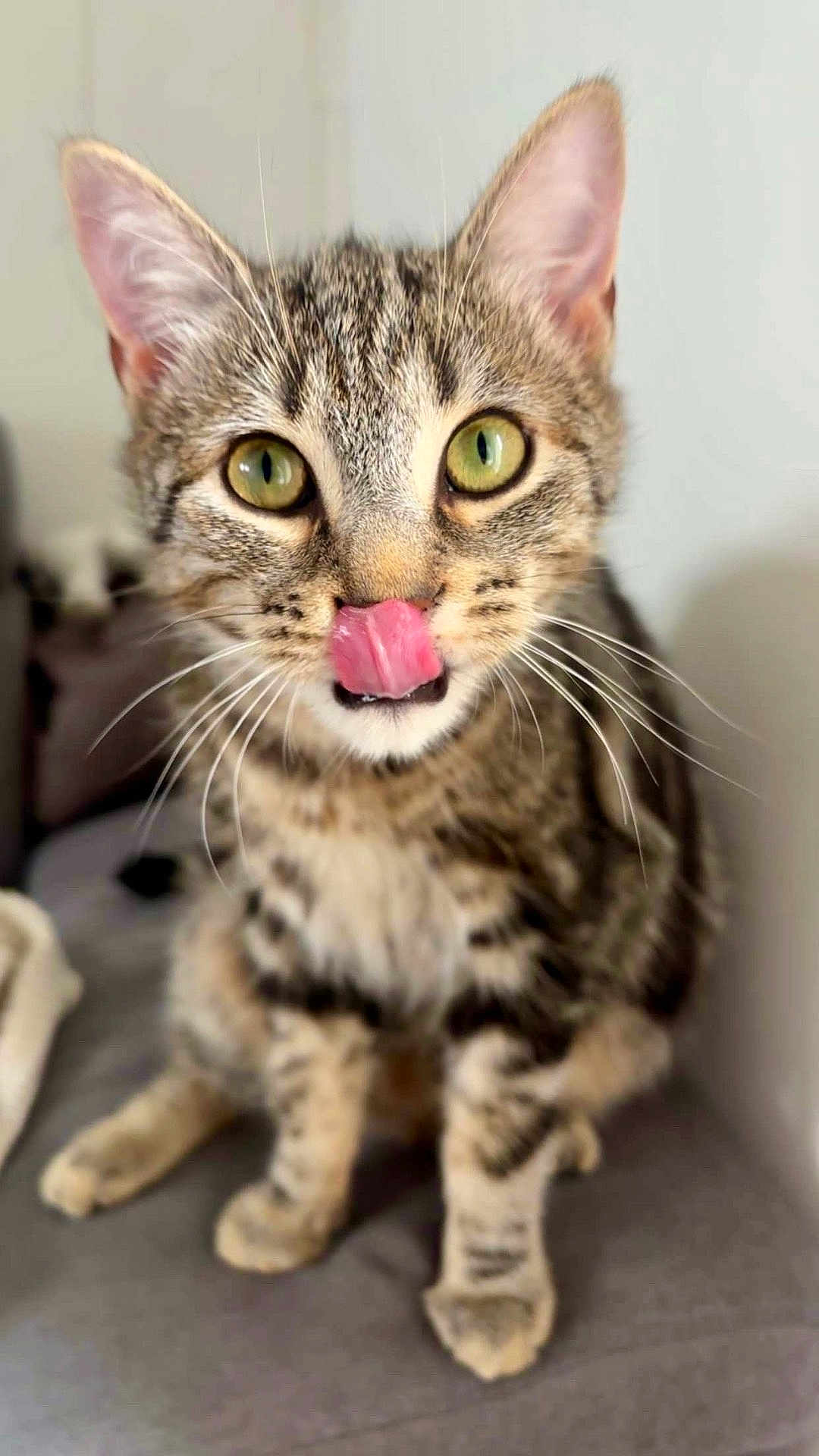 Ximun participe au concours pour gagner de l'argent avec cette photo : cat, tabby, licking, green_eyes, whiskers, ears, fur, pet, cute, animal, domestic_cat, closeup, portrait, sitting, curious, indoor, feline, soft, focus, background_blur
