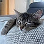 Ximun participe au concours pour gagner de l'argent avec cette photo : cat, kitten, sleeping, tabby, paw, knitted_blanket, texture, close_up, indoor, cozy, peaceful, resting, feline, soft_light, blurred_background, cute, pet, animal, domestic, relaxation