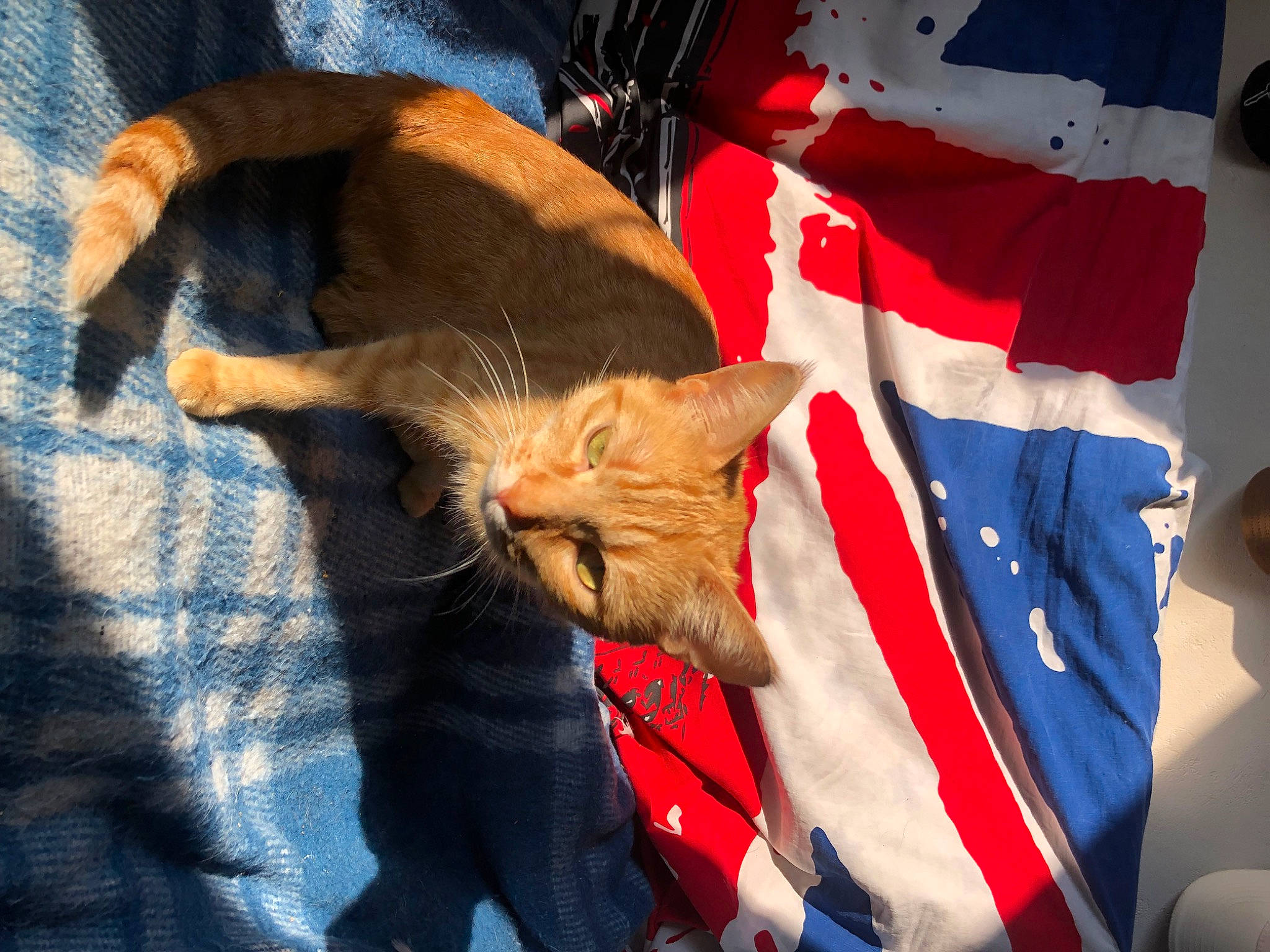 Minette a rejoint le concours — aidez-le/la à gagner de superbes lots ! carmine, carnivore, cat, claw, comfort, domestic_short_haired_cat, electric_blue, event, felidae, flag, fur, human_leg, lap, linens, orange, paw, small_to_medium_sized_cats, tail, vertebrate, whiskers