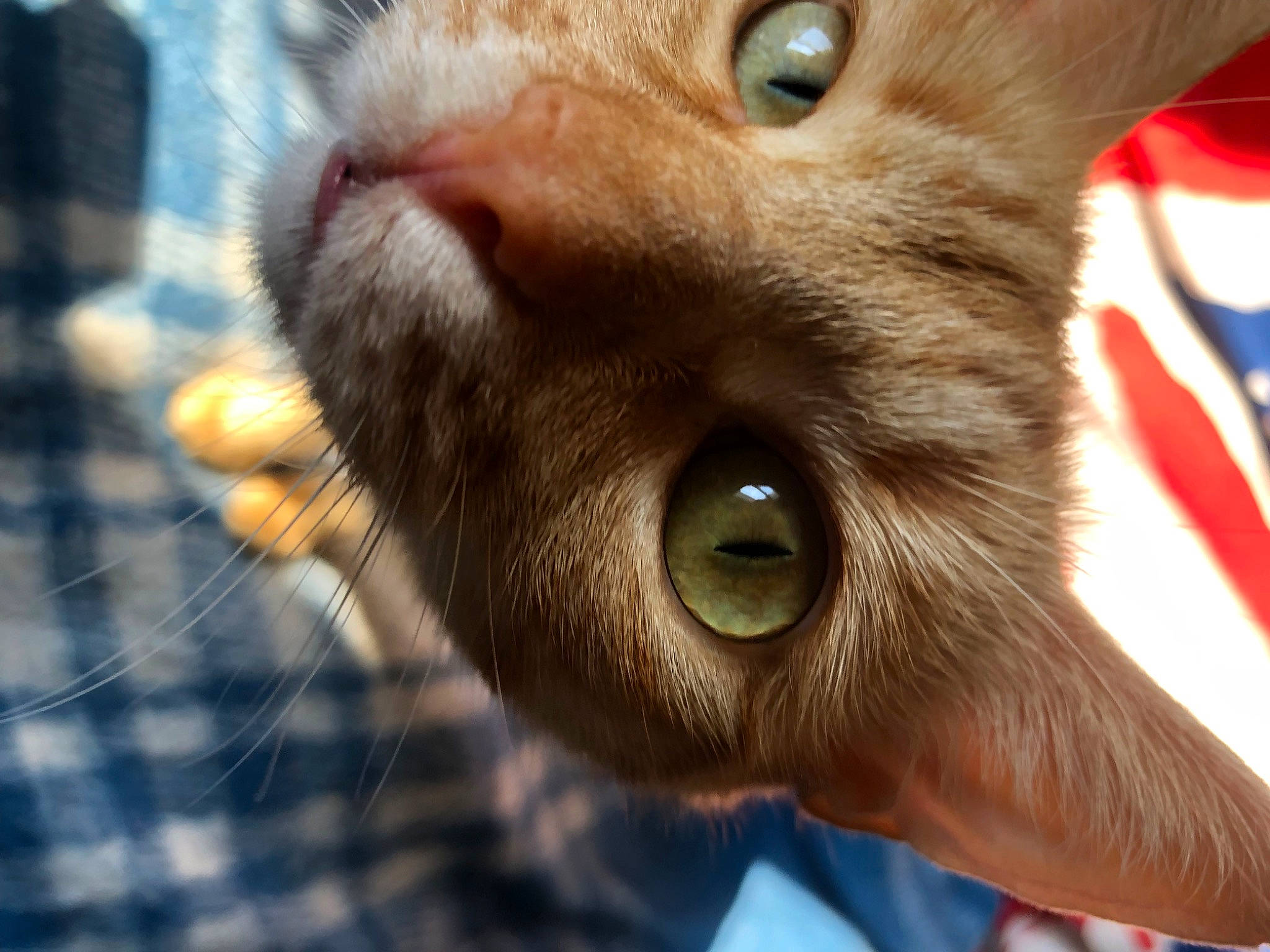 Minette participe au concours pour gagner de l'argent avec cette photo : carnivore, cat, close_up, curious, domestic_short_haired_cat, ear, fang, fawn, felidae, fur, iris, pattern, small_to_medium_sized_cats, snout, terrestrial_animal, whiskers, wildlife