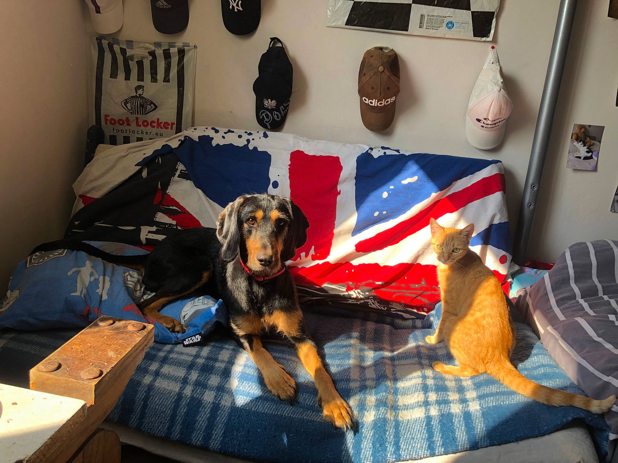 Minette participe au concours pour gagner de l'argent avec cette photo : bag, box, canidae, carnivore, comfort, companion_dog, couch, dog, dog_breed, dog_supply, guard_dog, leisure, linens, living_room, luggage_and_bags, picture_frame, pillow, room, sporting_group, working_animal