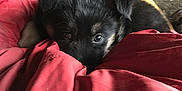 Fitzroy is registered to the contest to win money with this photo: puppy, dog, sleeping_bag, red, cave, rock, person, outdoor, pet, fur, closeup, resting, cozy, adventure, nature, tent, animal, curious, young, companion