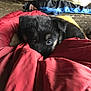 puppy, dog, sleeping_bag, red, cave, rock, person, outdoor, pet, fur, closeup, resting, cozy, adventure, nature, tent, animal, curious, young, companion