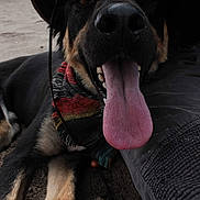 Fitzroy joined the competition — help win amazing prizes! dog, tongue, close_up, sand, bandana, hat, animal, pet, outdoor, canine, black_fur, tan_fur, resting, happy, panting, person_leg, clothing, texture, beach, casual