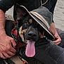 Fitzroy joined the competition — help win amazing prizes! dog, hat, scarf, tongue_out, person, hand, sand, outdoor, happy, black_fur, brown_fur, pet, casual_clothing, beach, animal, close_up, playful, sitting, friendship, companion