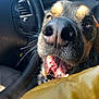 Fitzroy is registered to the contest to win money with this photo: dog, nose, mouth, teeth, whiskers, close_up, pet, animal, canine, car_interior, steering_wheel, yellow_jacket, fur, snout, expression, sunlight, texture, detail, curious, indoor