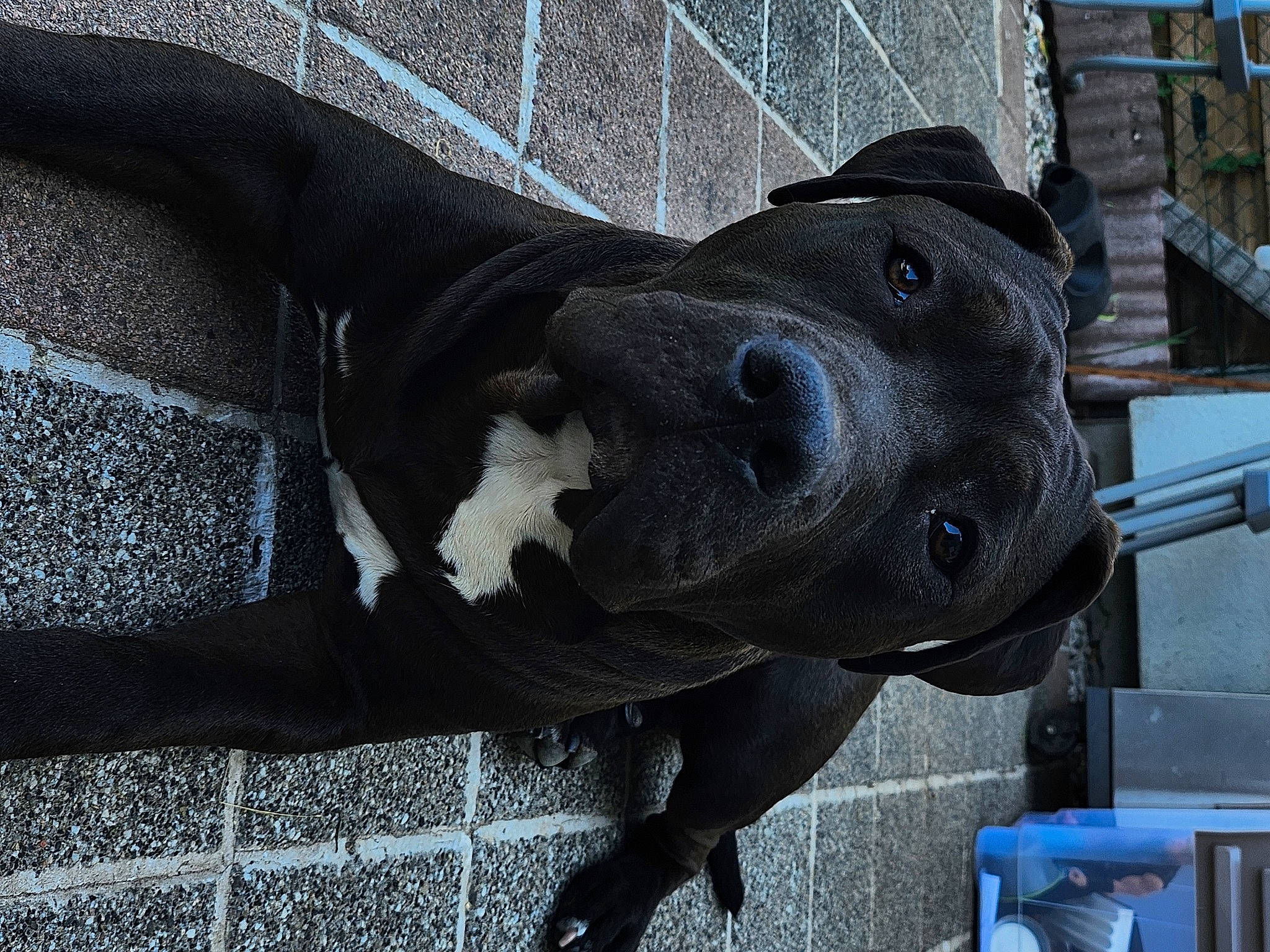 Tyron a rejoint le concours — aidez-le/la à gagner de superbes lots ! art, blue, canidae, carnivore, companion_dog, dog, dog_breed, dog_collar, electric_blue, fawn, great_dane, grey, guard_dog, metal, non_sporting_group, pet_supply, sculpture, sporting_group, terrestrial_animal, working_animal