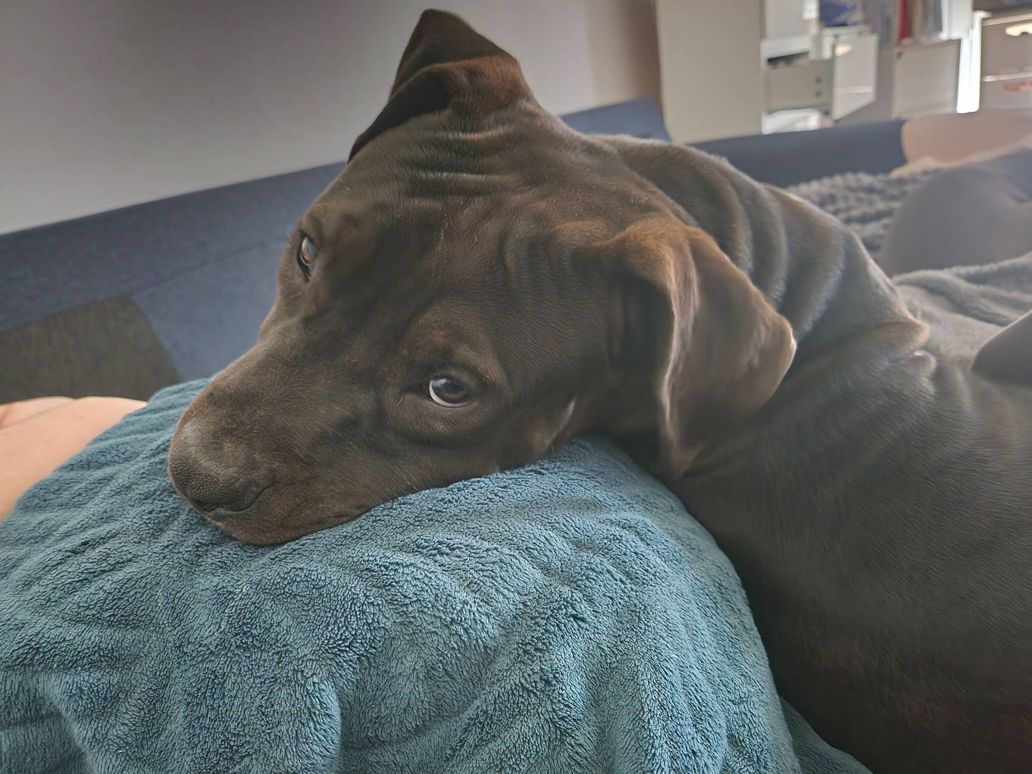 Tyron a rejoint le concours — aidez-le/la à gagner de superbes lots ! brown, canidae, carnivore, comfort, companion_dog, couch, dog, dog_breed, fawn, flooring, fur, grey, guard_dog, linens, liver, room, sporting_group, whiskers, working_animal