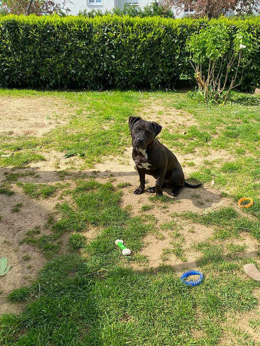 Tyron participe au concours pour gagner de l'argent avec cette photo : carnivore, companion_dog, dog, dog_breed, fawn, garden, grass, grassland, groundcover, landscape, landscaping, lawn, plant, shrub, snout, soil, sporting_group, tail, tree, working_animal