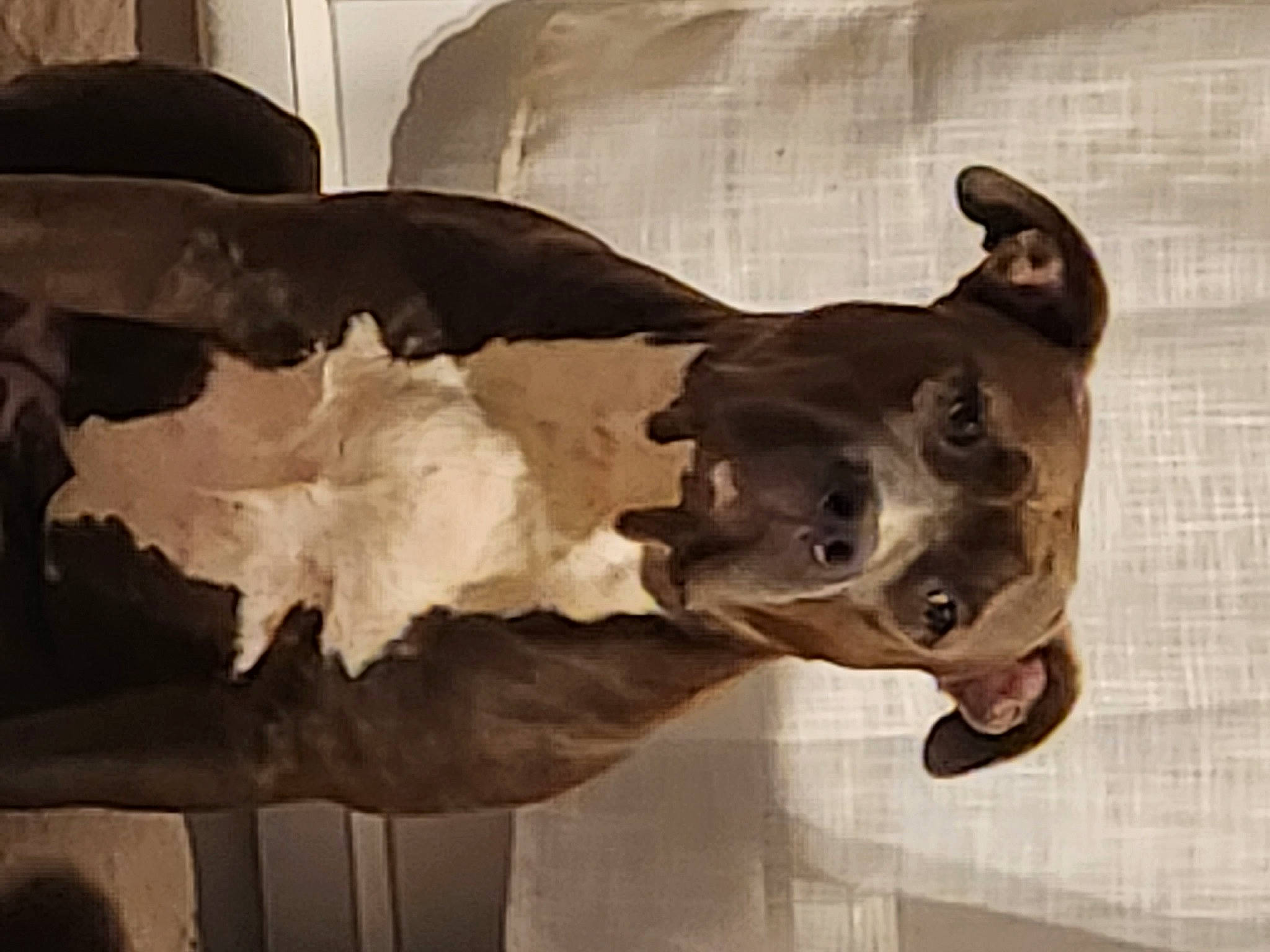 Tia participe au concours pour gagner de l'argent avec cette photo : art, bone, canidae, dog_breed, extinction, fawn, fossil, jaw, metal, sculpture, skeleton, skull, snout, sporting_group, terrestrial_animal, visual_arts, window, wood, working_animal