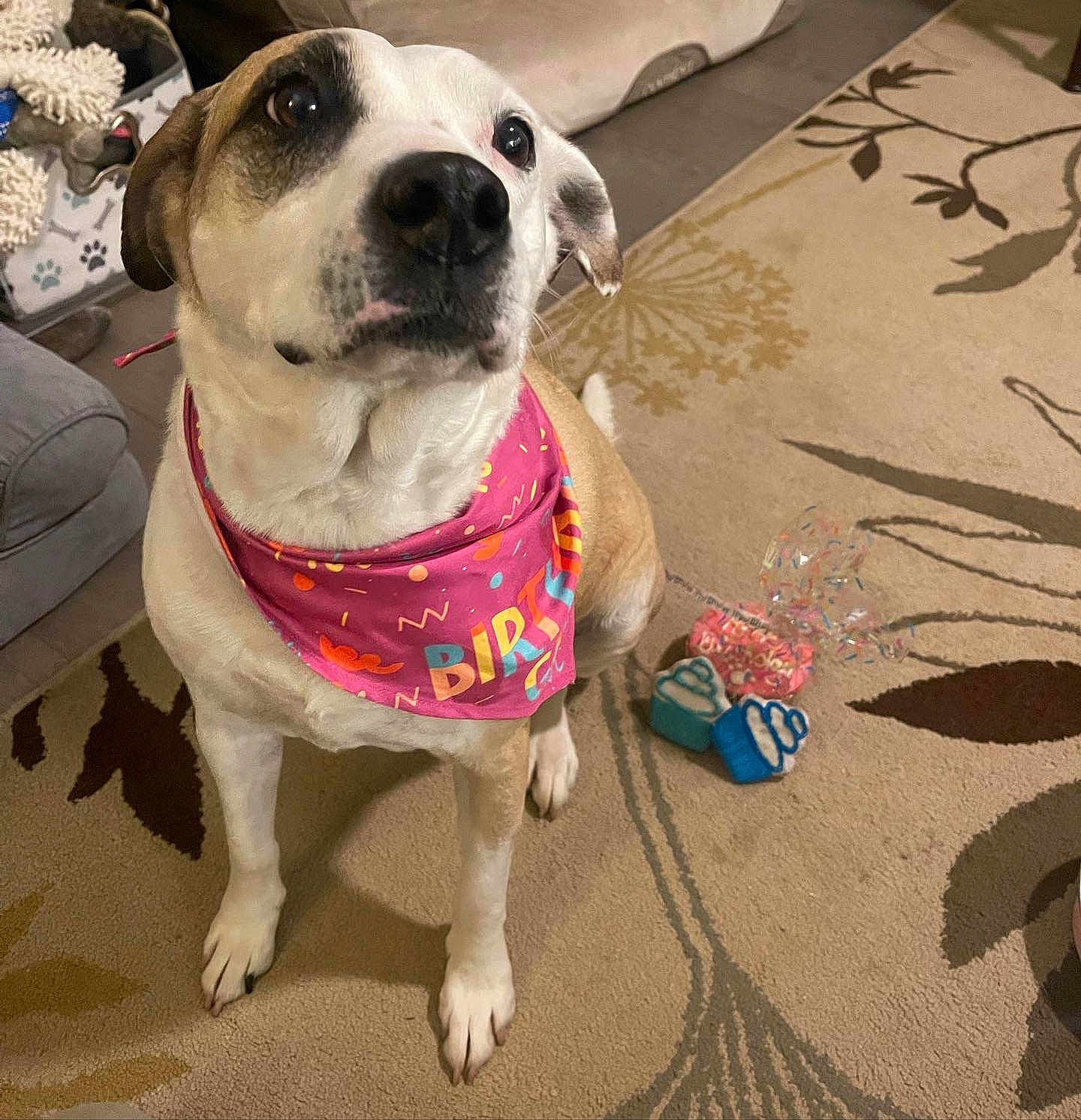 Duchess is registered to the contest to win money with this photo: carnivore, collar, companion_dog, dog, dog_breed, dog_clothes, dog_collar, dog_supply, door, fashion_accessory, flooring, fur, guard_dog, leash, non_sporting_group, paw, pet_supply, snout, whiskers, working_animal