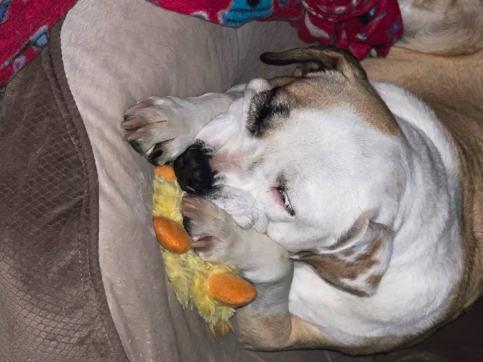 Duchess joined the competition — help win amazing prizes! bulldog, canidae, carnivore, collar, comfort, companion_dog, dog, dog_breed, dog_supply, fawn, felidae, linens, nap, snout, sporting_group, tail, toy_dog, whiskers, working_animal, wrinkle