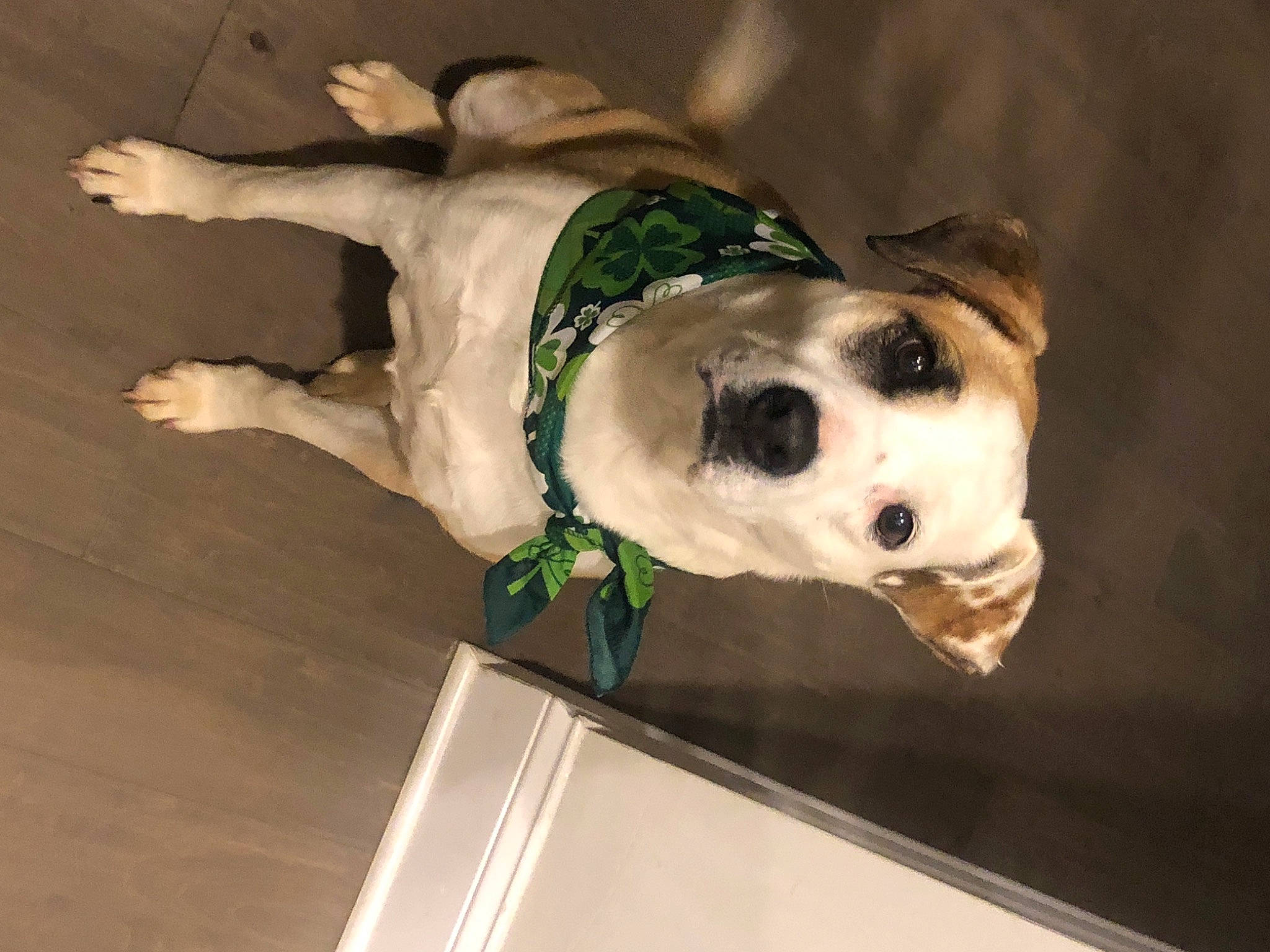 Duchess is registered to the contest to win money with this photo: canidae, carnivore, collar, companion_dog, dalmatian, dog, dog_breed, dog_collar, dog_supply, fawn, flooring, fur, hardwood, non_sporting_group, pet_supply, snout, sporting_group, whiskers, wood, working_animal