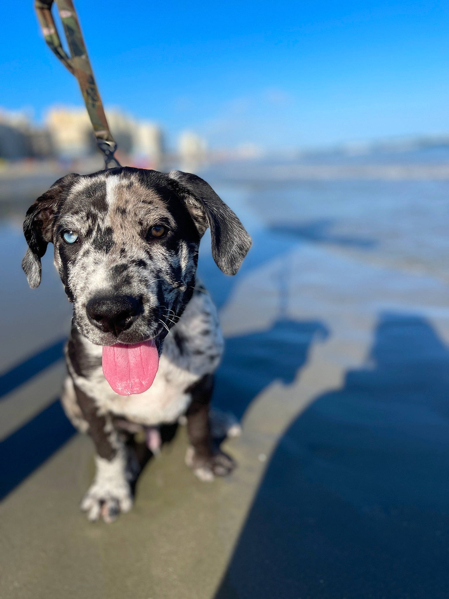 Oreo joined the competition — help win amazing prizes! canidae, carnivore, cloud, collar, companion_dog, dog, dog_breed, dog_collar, fashion_accessory, fawn, guard_dog, leash, pointing_breed, sky, snout, sporting_group, whiskers, winter, working_animal, working_dog