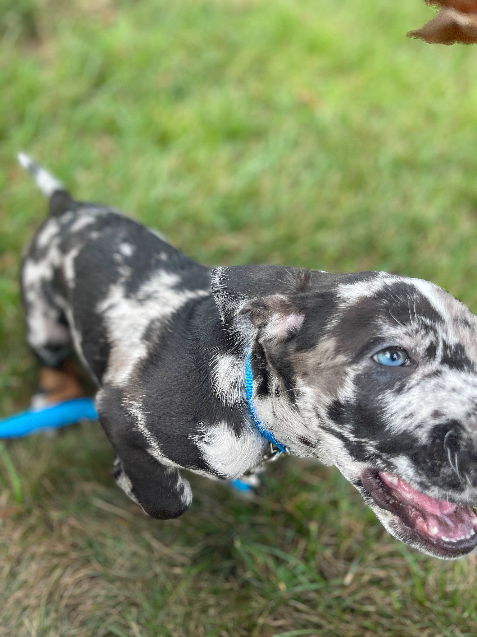 Oreo joined the competition — help win amazing prizes! canidae, carnivore, collar, companion_dog, dog, dog_breed, dog_collar, grass, gun_dog, recreation, snout, sporting_group, terrestrial_animal, working_animal, working_dog