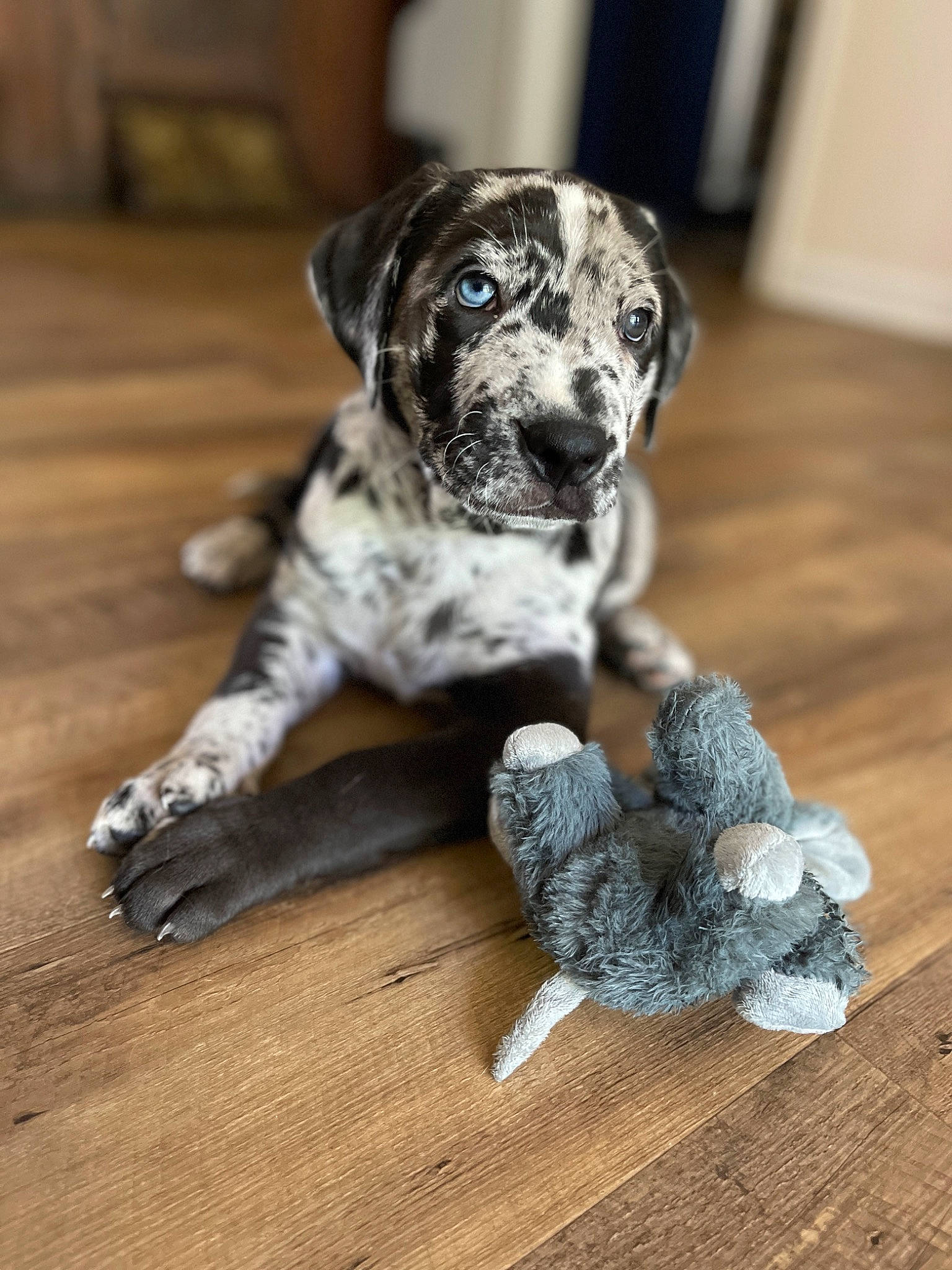 Oreo joined the competition — help win amazing prizes! canidae, carnivore, companion_dog, dalmatian, dog, dog_breed, fawn, flooring, fur, great_dane, grey, hardwood, paw, snout, sporting_group, terrestrial_animal, toy, whiskers, wood, working_animal