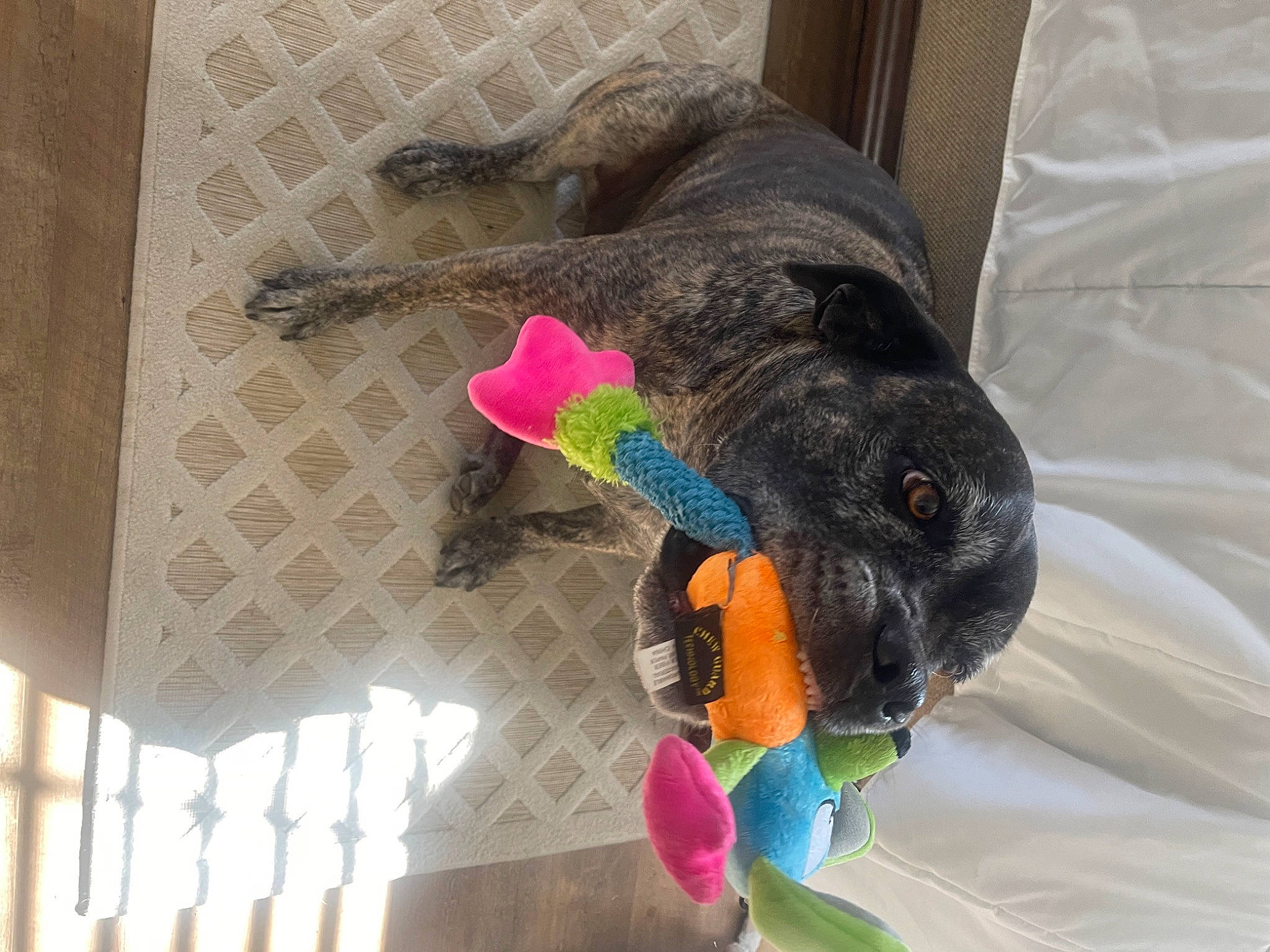 Diesel is registered to the contest to win money with this photo: canidae, carnivore, collar, comfort, companion_dog, dog, dog_breed, dog_supply, fur, guard_dog, pet_supply, plush, sporting_group, stuffed_toy, tail, thread, toy, wool, working_animal