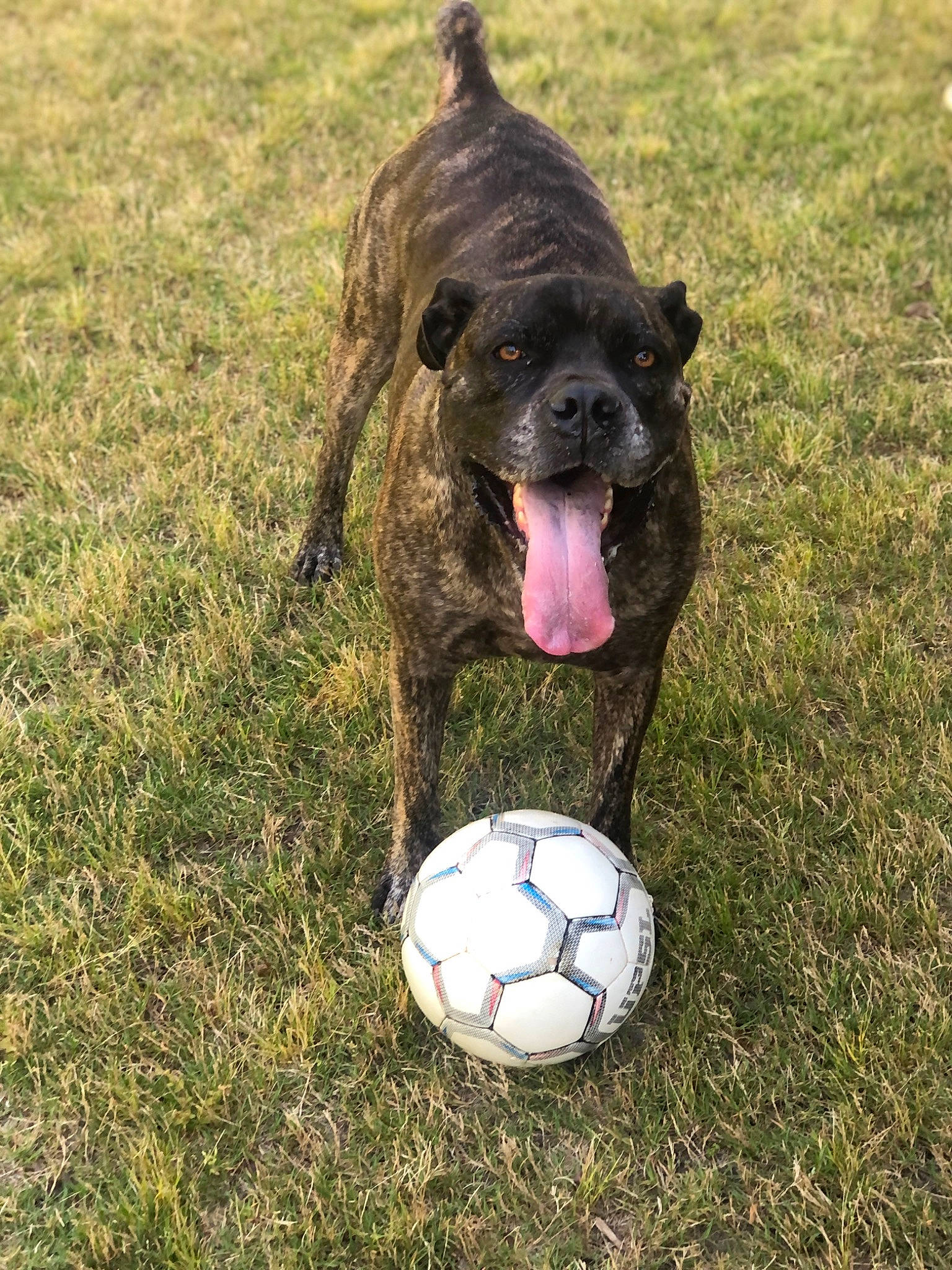 Diesel is registered to the contest to win money with this photo: ball, canidae, carnivore, collar, companion_dog, dog, dog_breed, football, grass, guard_dog, plant, snout, soccer, soccer_ball, sporting_group, sports_equipment, sports_toy, terrestrial_animal, toy, working_animal