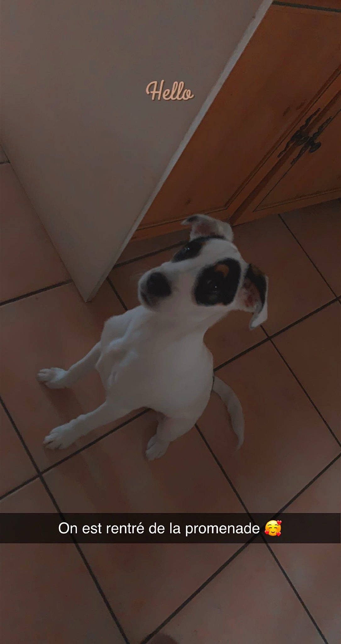 Snoopy a rejoint le concours — aidez-le/la à gagner de superbes lots ! canidae, carnivore, collar, companion_dog, dog, dog_breed, door, fawn, fixture, floor, flooring, font, hardwood, paw, pet_supply, snout, sporting_group, tail, wood, working_animal