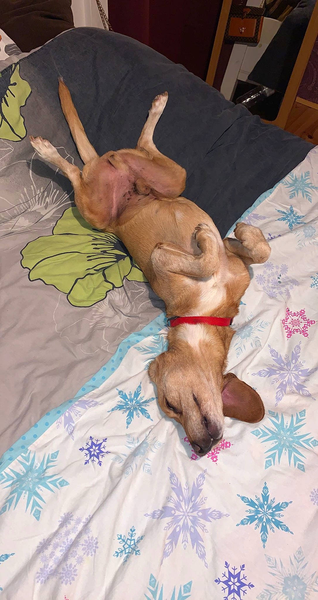 Loulou participe au concours pour gagner de l'argent avec cette photo : art, canidae, carnivore, comfort, companion_dog, dog, dog_breed, dog_supply, fawn, gesture, linens, liver, painting, snout, sporting_group, tail, textile, visual_arts, wood, working_animal