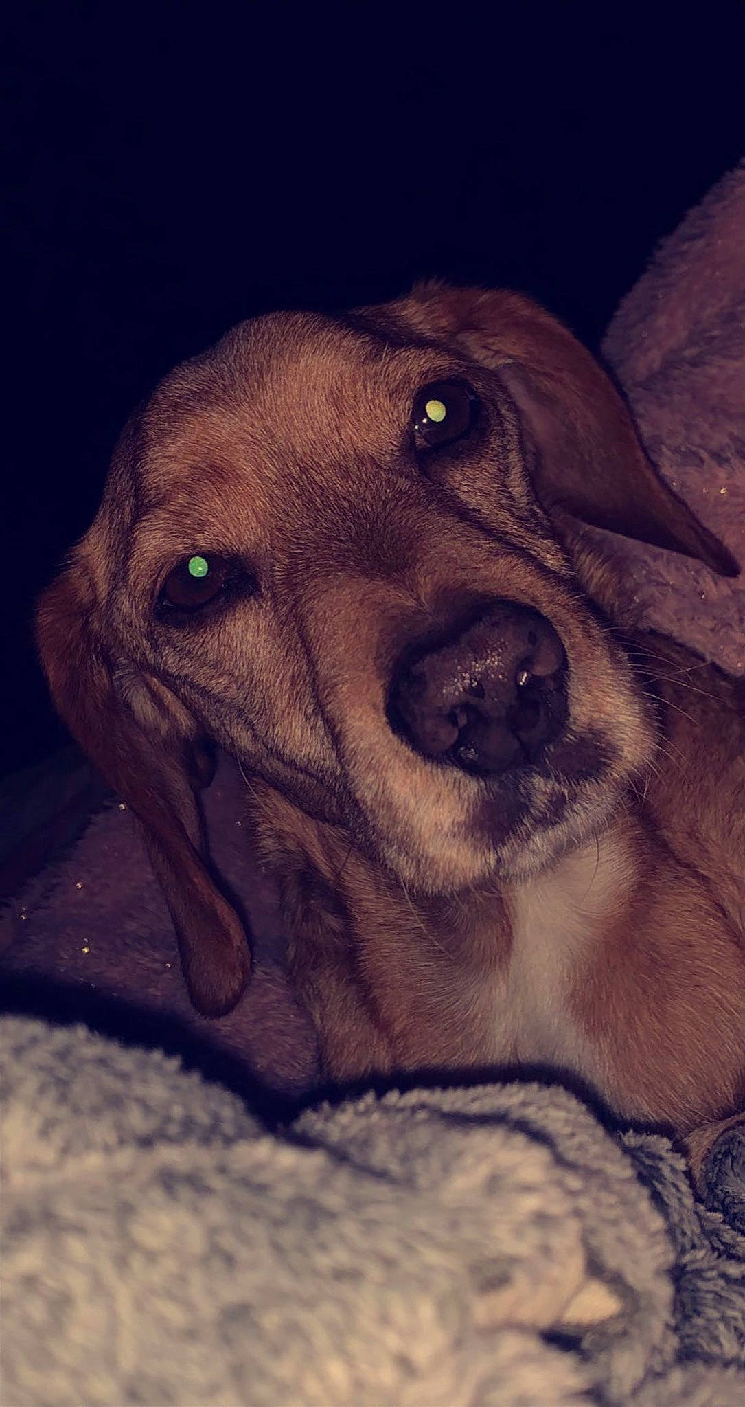 Loulou participe au concours pour gagner de l'argent avec cette photo : canidae, carnivore, companion_dog, dog, dog_breed, ear, fawn, fur, guard_dog, hunting_dog, labrador_retriever, liver, metal, pet_supply, snout, sporting_group, terrestrial_animal, whiskers, working_animal, working_dog