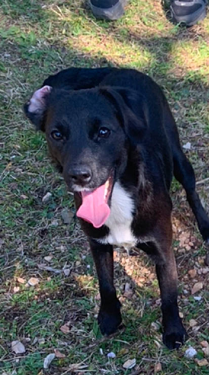 Lalou a rejoint le concours — aidez-le/la à gagner de superbes lots ! borador, canidae, carnivore, collar, companion_dog, dog, dog_breed, event, fawn, fur, grass, plant, retriever, snout, sporting_group, tail, terrestrial_animal, tree, whiskers, working_animal