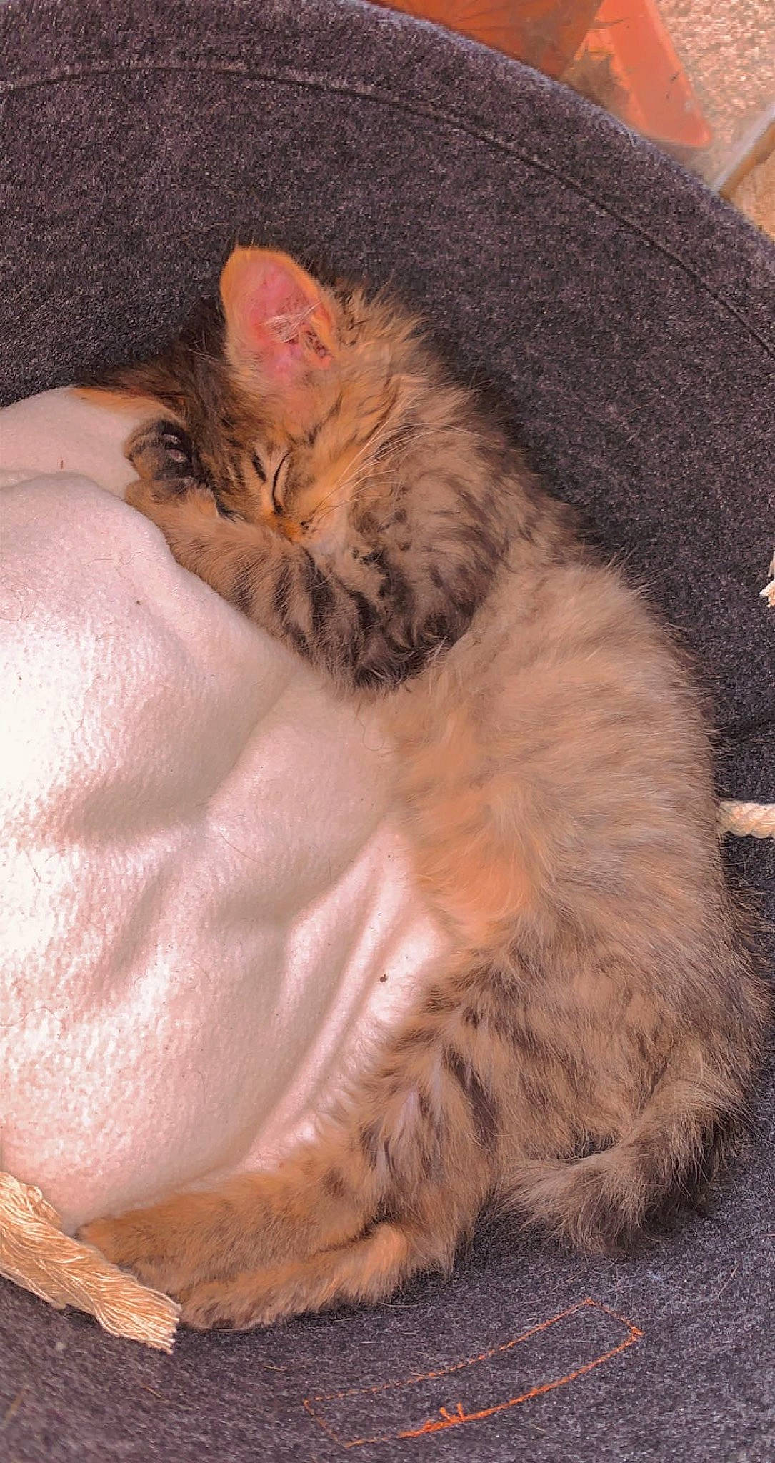 Apachounette a rejoint le concours — aidez-le/la à gagner de superbes lots ! carnivore, cat, cat_bed, cat_supply, claw, comfort, domestic_short_haired_cat, fawn, felidae, fur, nap, paw, sitting, sleep, small_to_medium_sized_cats, snout, tail, terrestrial_animal, whiskers, wildlife