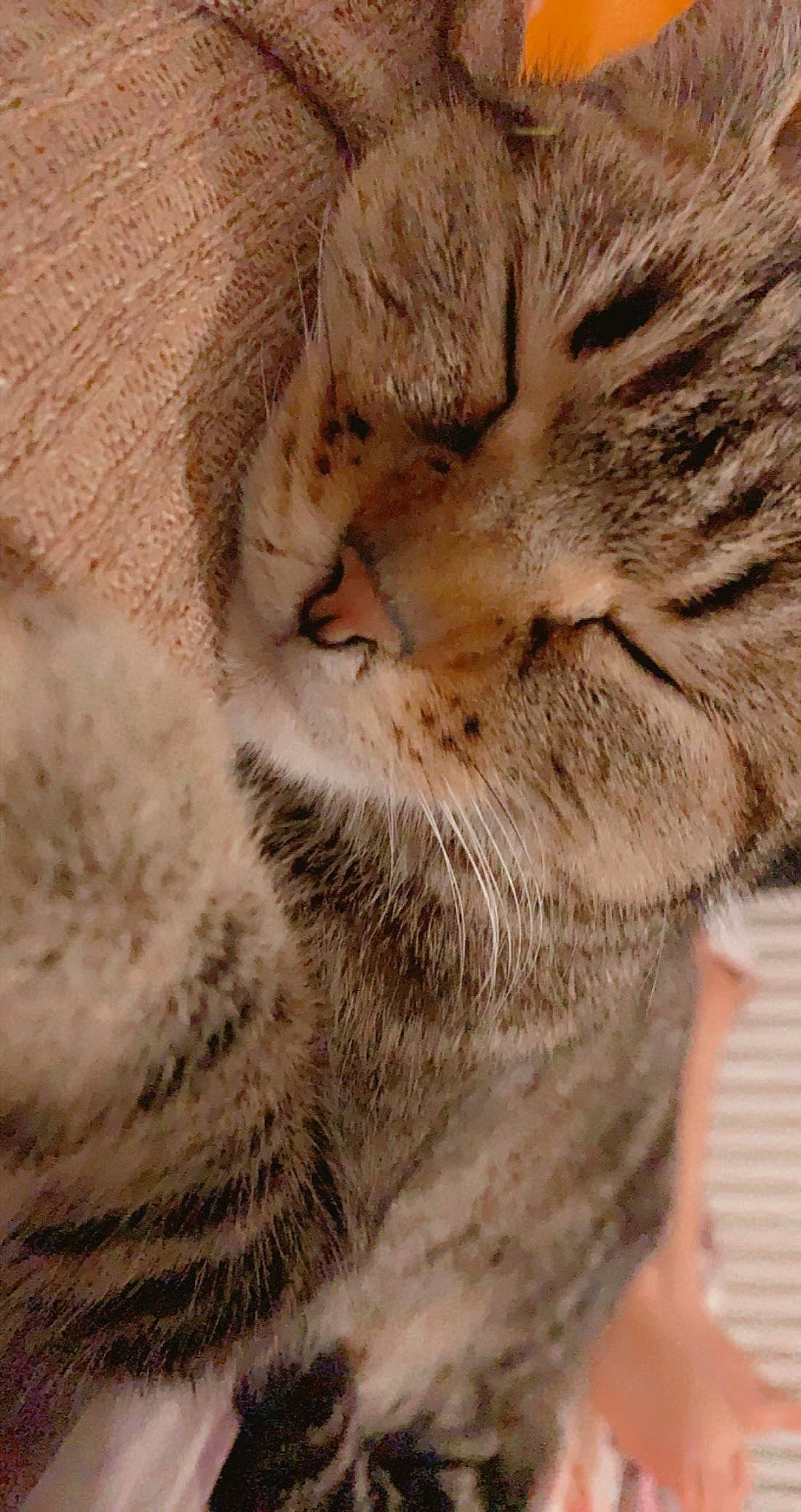 Apachounette participe au concours pour gagner de l'argent avec cette photo : big_cats, carnivore, cat, cheetah, claw, close_up, domestic_short_haired_cat, eye, fawn, felidae, fur, small_to_medium_sized_cats, snout, tail, terrestrial_animal, whiskers, wildlife