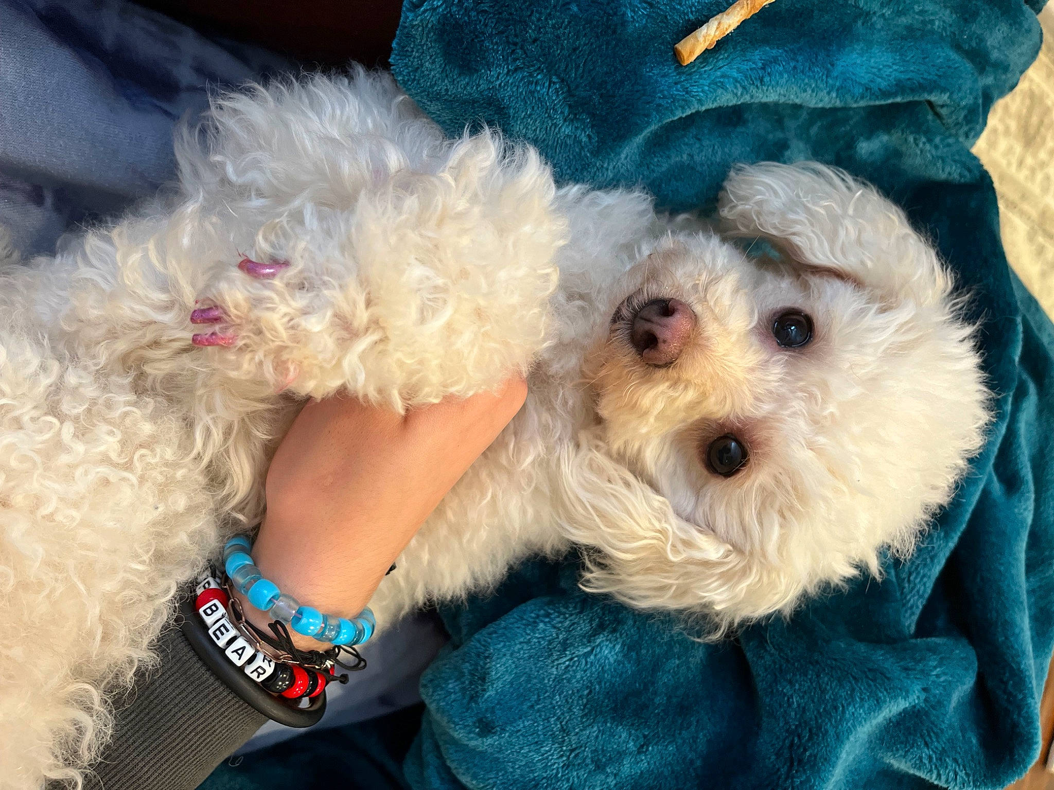 Daisy is registered to the contest to win money with this photo: carnivore, collar, companion_dog, dog, dog_breed, dog_clothes, dog_collar, dog_supply, fashion_accessory, fur, goggles, hat, pet_supply, small_terrier, snout, sporting_group, sunglasses, terrier, toy, toy_dog