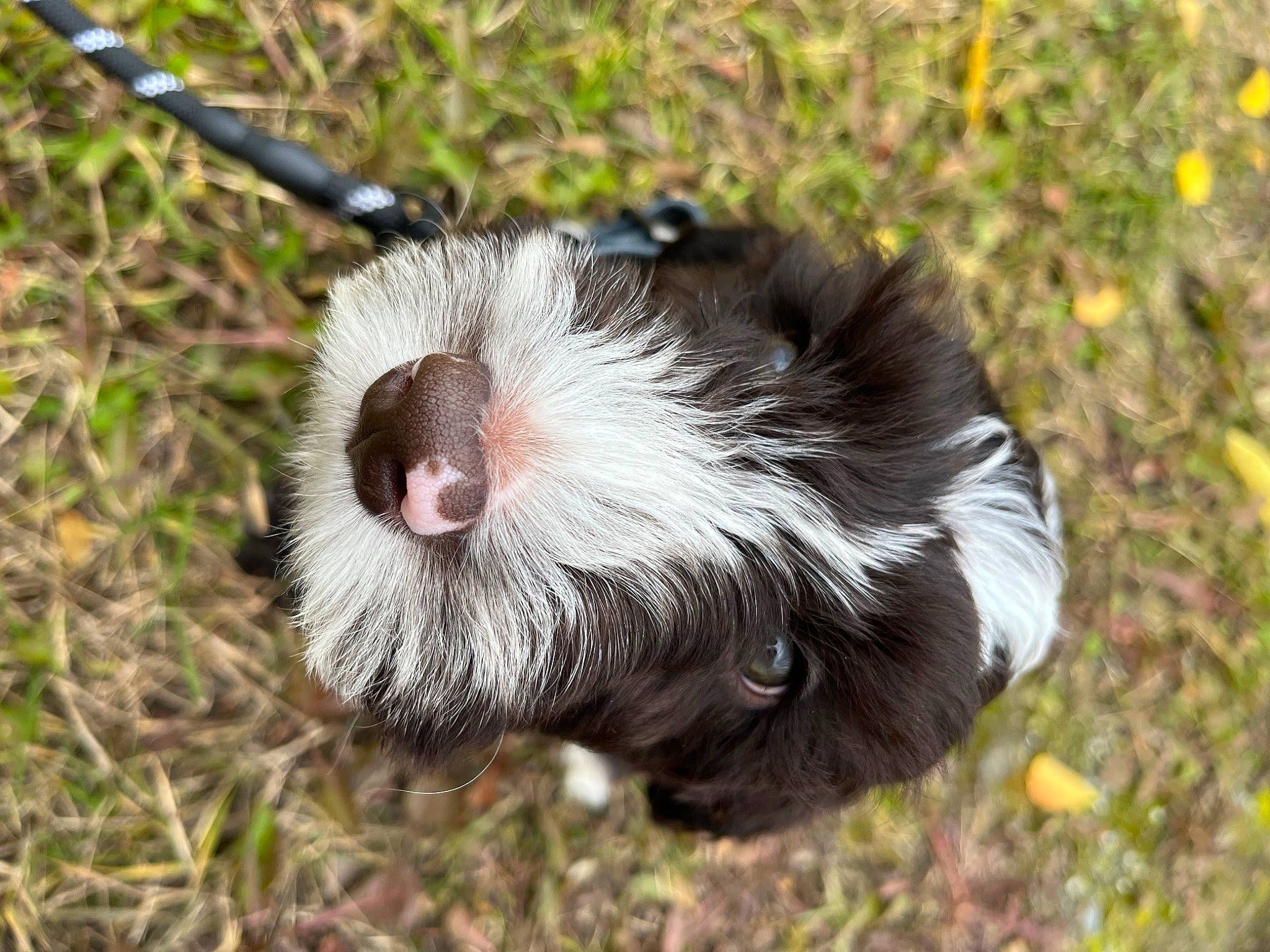 Katsumi is registered to the contest to win money with this photo: canidae, carnivore, companion_dog, dog_breed, fur, grass, liver, paw, primate, snout, sporting_group, tail, terrestrial_animal, whiskers, wildlife