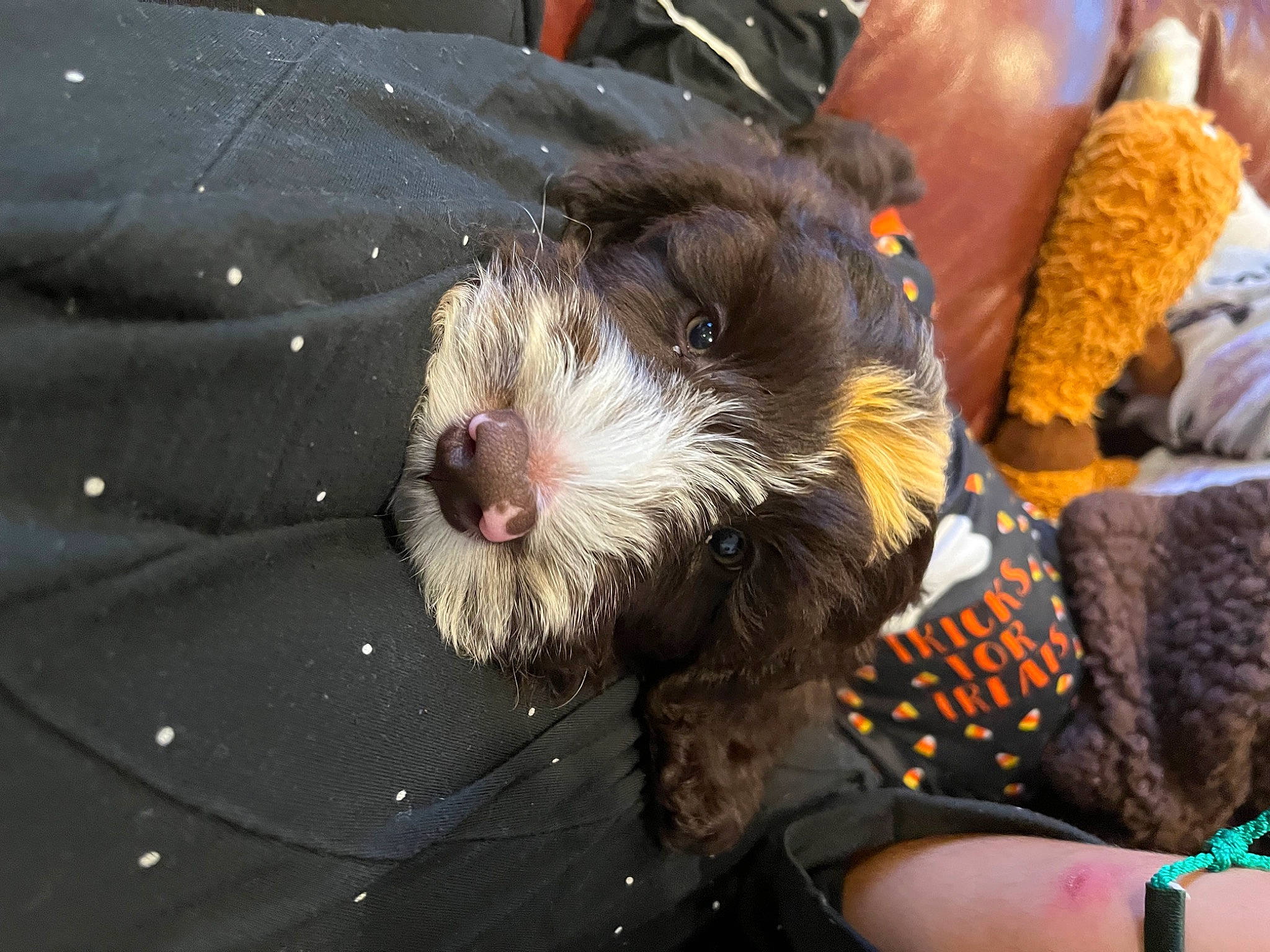 Katsumi is registered to the contest to win money with this photo: canidae, carnivore, claw, companion_dog, dog_breed, fur, paw, recipe, small_terrier, sporting_group, terrestrial_animal, terrier, toy_dog, whiskers