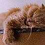 cat, sleeping, fluffy, ginger, paw, relaxed, closeup, indoor, rest, fur, whiskers, face, animal, pet, cozy, texture, surface, peaceful, nap, cute