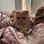 Zelda participe au concours pour gagner de l'argent avec cette photo : cat, fluffy_cat, bedspread, purple, white, patterned, indoor, cozy, blanket, window, natural_light, furniture, resting, pet, animal, cute, whiskers, relaxed, fur, domestic_cat