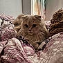 cat, fluffy_cat, bedspread, purple, white, patterned, indoor, cozy, blanket, window, natural_light, furniture, resting, pet, animal, cute, whiskers, relaxed, fur, domestic_cat