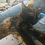 Kali a rejoint le concours — aidez-le/la à gagner de superbes lots ! cat, tortoiseshell, sleeping, lap, denim, sock, cozy, indoor, pet, fur, relaxed, resting, animal, soft, comfort, closeup, home, feline, stretching, casual