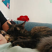 Kali participe au concours pour gagner de l'argent avec cette photo : cat, tortoiseshell, sleeping, lap, person, arm, couch, blue_cushion, plush_toy, heart, indoor, wall, poster, black_shirt, jeans, furry, relaxed, cozy, pet, home