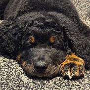 Bear joined the competition — help win amazing prizes! puppy, dog, black_fur, tan_fur, curly_fur, carpet, close_up, lying_down, paw, sleepy, cute, pet, animal, indoor, soft_texture, face, fur, resting, adorable, young_dog