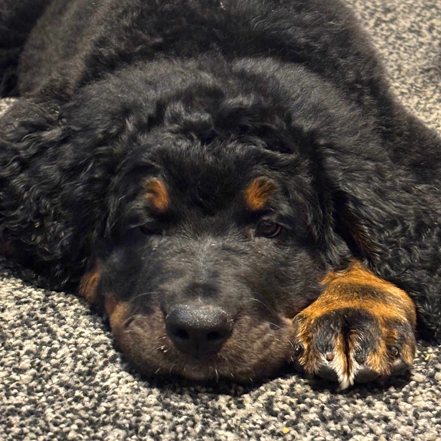 Bear joined the competition — help win amazing prizes! adorable, animal, black_fur, carpet, close_up, curly_fur, cute, dog, face, fur, indoor, lying_down, paw, pet, puppy, resting, sleepy, soft_texture, tan_fur, young_dog