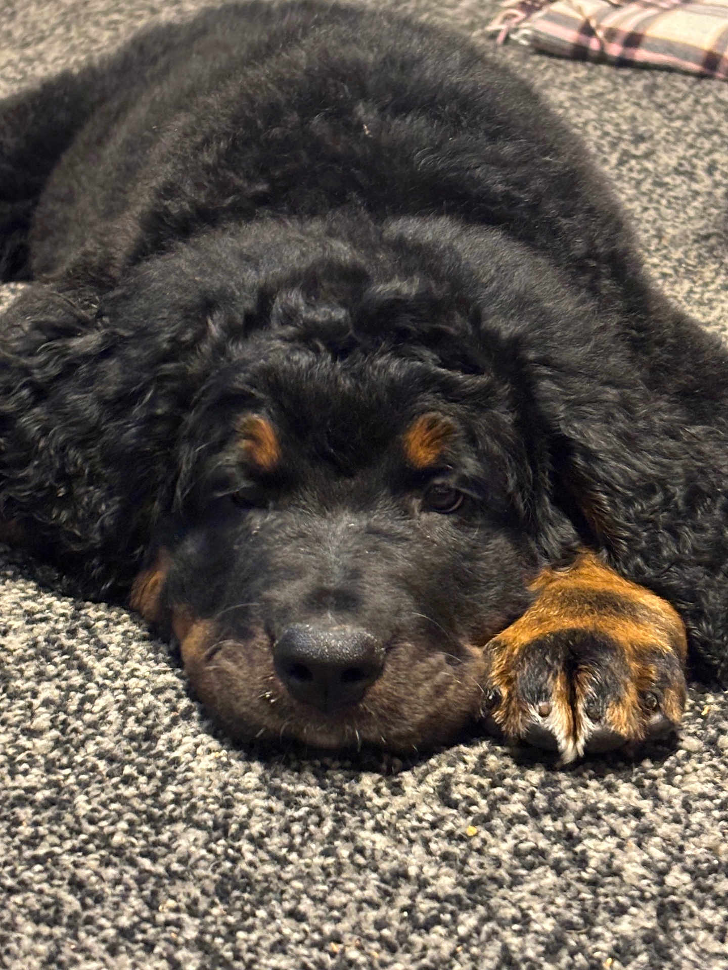 Bear joined the competition — help win amazing prizes! puppy, dog, black_fur, tan_fur, curly_fur, carpet, close_up, lying_down, paw, sleepy, cute, pet, animal, indoor, soft_texture, face, fur, resting, adorable, young_dog