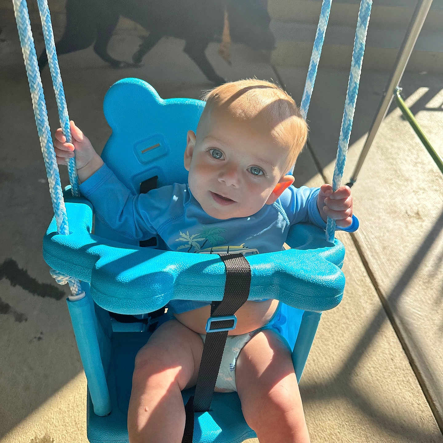 Ashton is registered to the contest to win money with this photo: animal, baby, canine, chair, clothing, dog, face, head, nature, outdoorplayarea, outdoors, pants, person, pet, photography, playarea, portrait, sitting, swing, toy