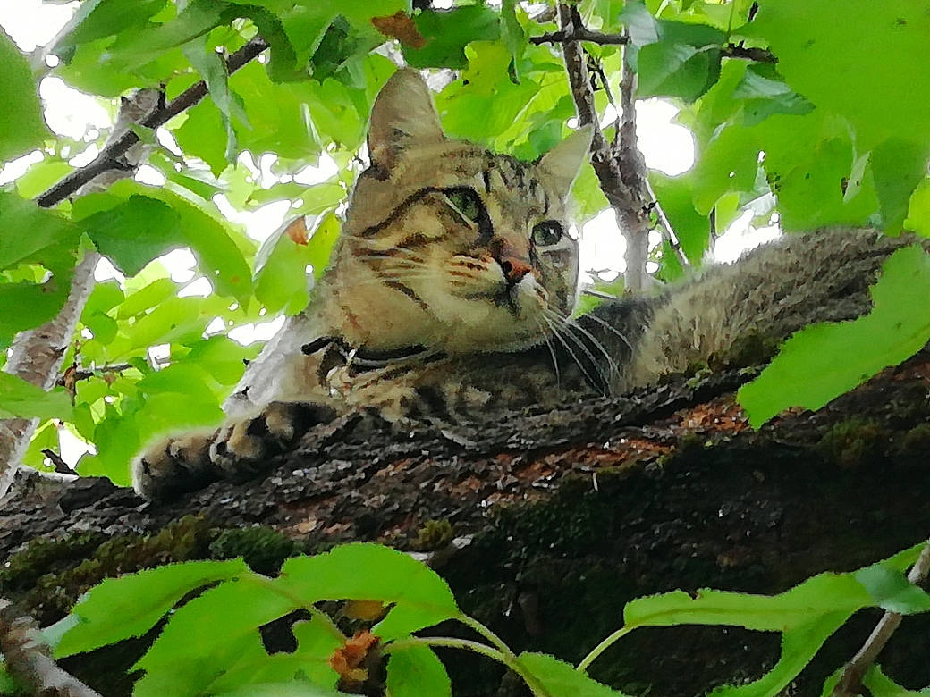 Roméo participe au concours pour gagner de l'argent avec cette photo : branch, carnivore, cat, domestic_short_haired_cat, felidae, forest, fur, grass, jungle, military_camouflage, plant, small_to_medium_sized_cats, snout, terrestrial_animal, terrestrial_plant, tree, trunk, twig, whiskers, wood