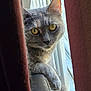 Fritz joined the competition — help win amazing prizes! cat, gray_cat, yellow_eyes, curtains, window, windowsill, paw, indoor, pet, animal, feline, curious, looking, resting, natural_light, blinds, closeup, portrait, fur, whiskers
