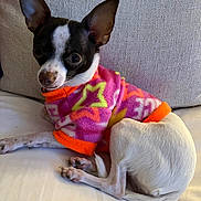 Gracie May is registered to the contest to win money with this photo: animal, black, chihuahua, colorful_clothing, companion, couch, cute, dog, ears, fabric, fleece_sweater, fur, indoor, paw, pet, pink, relaxed, small_dog, star_pattern, white