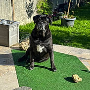 Orka a rejoint le concours — aidez-le/la à gagner de superbes lots ! animal, backyard, black_dog, dog, dog_bowl, floppy_ears, front_facing, garden, grass, green_mat, outdoors, patio, pet, portrait, potted_plants, rocks, shadow, sitting, sunlight, white_chest