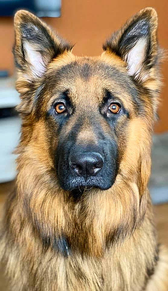 Clancy joined the competition — help win amazing prizes! ancient_dog_breeds, canidae, carnivore, companion_dog, dog, dog_breed, east_european_shepherd, fawn, fur, german_shepherd_dog, guard_dog, herding_dog, king_shepherd, old_german_shepherd_dog, snout, sporting_group, terrestrial_animal, whiskers, working_animal, working_dog
