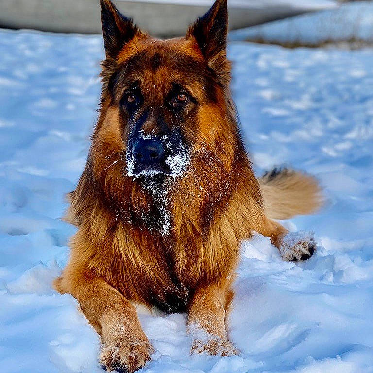 Clancy is registered to the contest to win money with this photo: canidae, carnivore, collar, companion_dog, dog, dog_breed, fawn, freezing, fur, german_shepherd_dog, king_shepherd, old_german_shepherd_dog, plant, snout, snow, sporting_group, terrestrial_animal, winter, working_dog