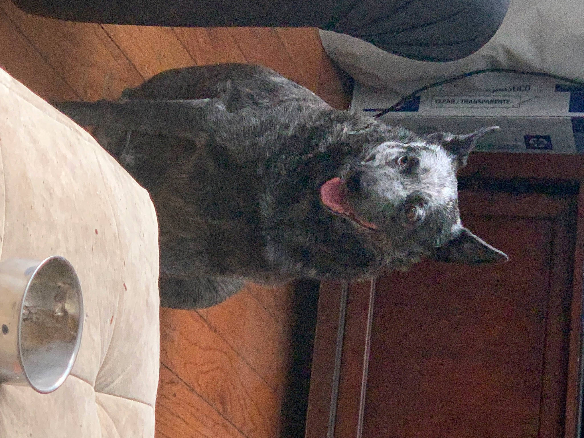 Dottie is registered to the contest to win money with this photo: art, canidae, carnivore, collar, dog, dog_breed, fur, grey, hat, liver, snout, sporting_group, terrestrial_animal, wood, working_animal