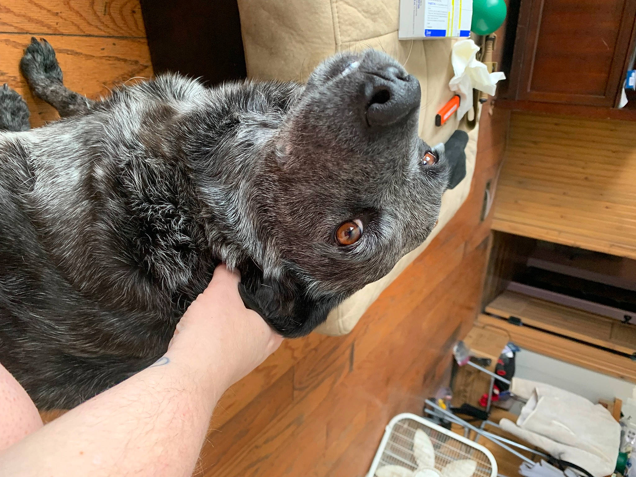 Dottie joined the competition — help win amazing prizes! carnivore, companion_dog, dog, dog_breed, fawn, fur, hardwood, koala, non_sporting_group, snout, terrestrial_animal, terrier, whiskers, wood, working_animal