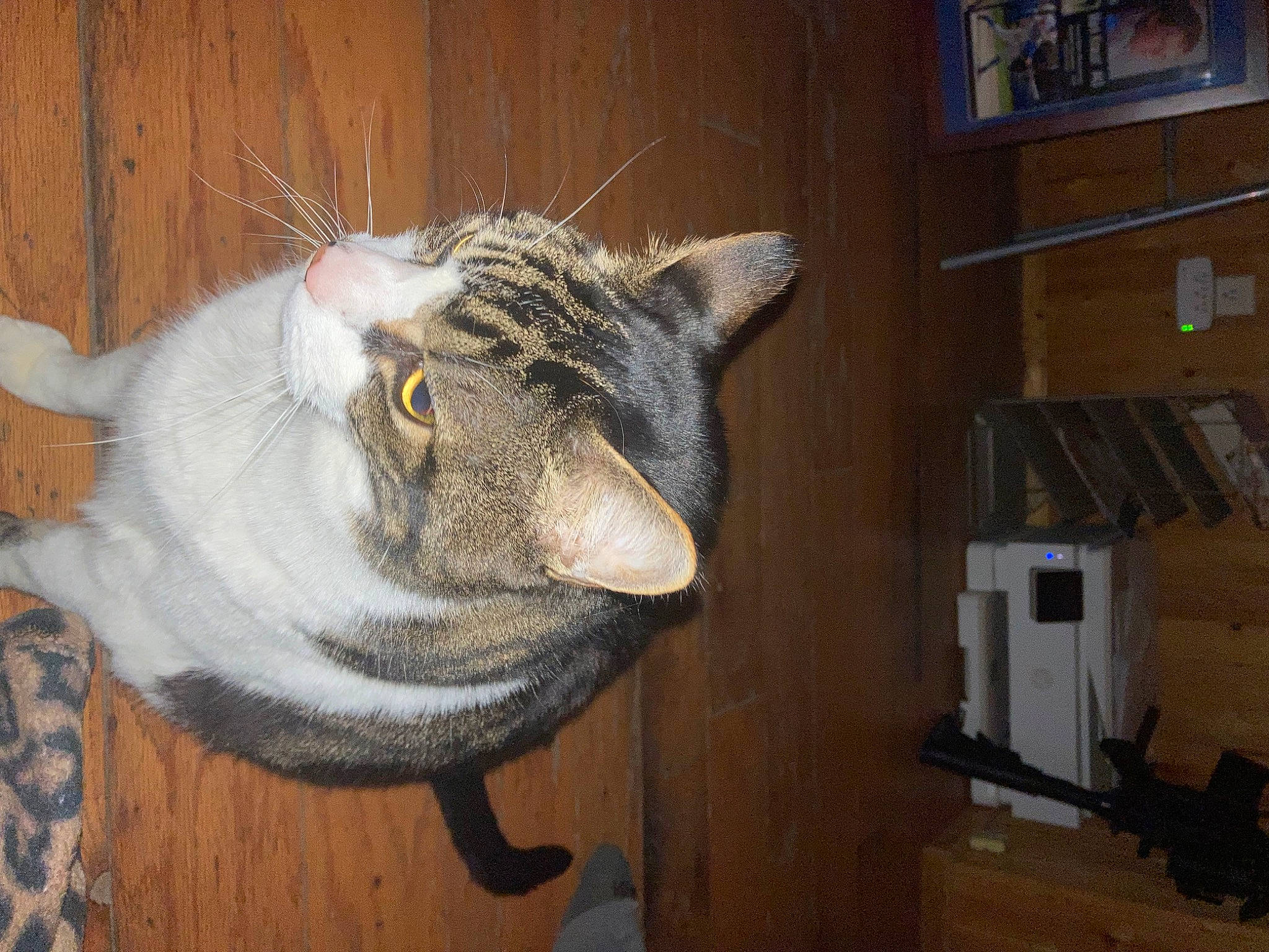 Tobias is registered to the contest to win money with this photo: cabinetry, carnivore, cat, domestic_short_haired_cat, door, felidae, fur, hardwood, office_supplies, plant, room, shelf, shelving, small_to_medium_sized_cats, snout, tail, terrestrial_animal, whiskers, window, wood